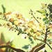 Golden Shower Floral Painting